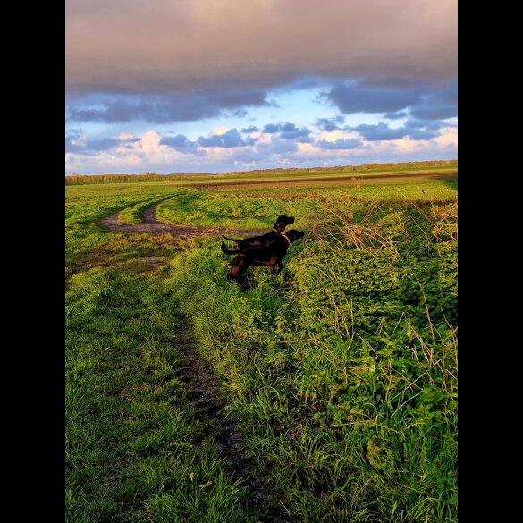 German Pointer