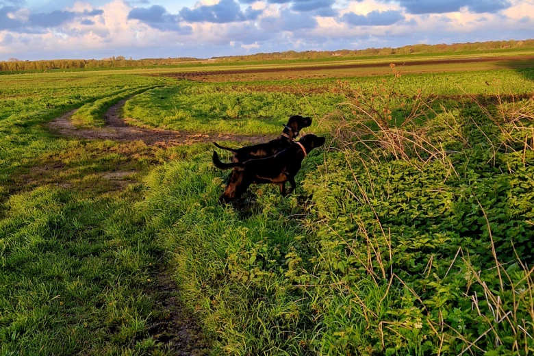 German Pointer