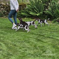 German Pointer - Dogs