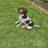 German Pointer - Dogs