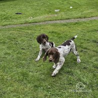 German Pointer - Dogs