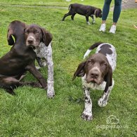 German Pointer - Dogs