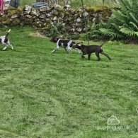 German Pointer - Dogs