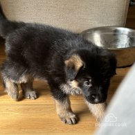 German Shepherd (Alsatian) - Both