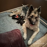 German Shepherd (Alsatian) - Both