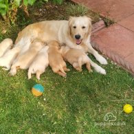 Golden Retriever - Both