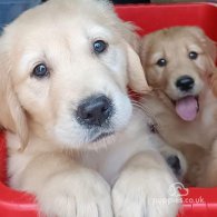 Golden Retriever - Both