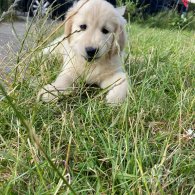 Golden Retriever - Both