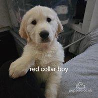 Golden Retriever - Both