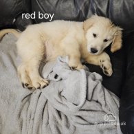 Golden Retriever - Both