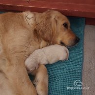 Golden Retriever - Both