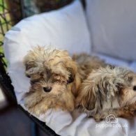 Havanese - Both