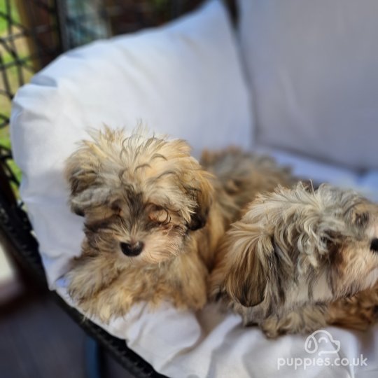 Havanese - Both