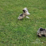 Havanese - Both