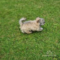 Havanese - Both