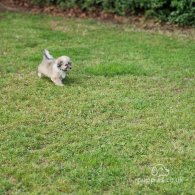 Havanese - Both