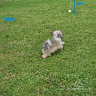 Havanese - Both