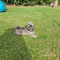 Havanese - Both