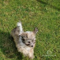 Havanese - Both