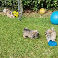 Havanese - Both