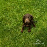 Hungarian Vizsla - Both