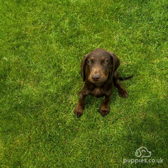 Hungarian Vizsla - Both