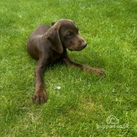 Hungarian Vizsla - Both