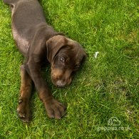 Hungarian Vizsla - Both