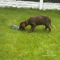 Hungarian Vizsla - Both