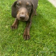 Hungarian Vizsla - Both