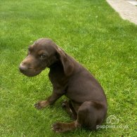 Hungarian Vizsla - Both