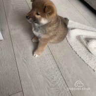 Japanese Shiba Inu - Bitches