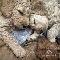 Labradoodle - Both