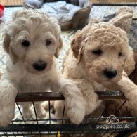 Labradoodle - Both