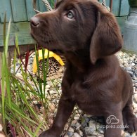 Labrador Retriever - Both