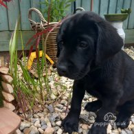 Labrador Retriever - Both