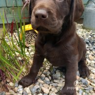 Labrador Retriever - Both