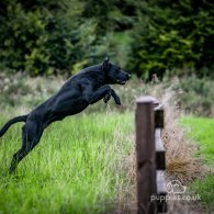 Labrador Retriever - Both