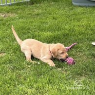 Labrador Retriever - Both