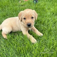 Labrador Retriever - Both