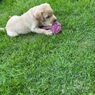 Labrador Retriever - Both