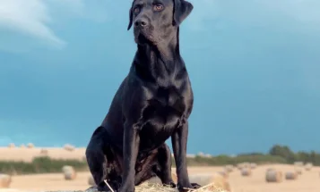 Labrador Retriever