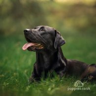 Labrador Retriever