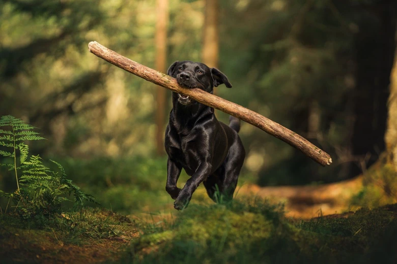 Labrador Retriever