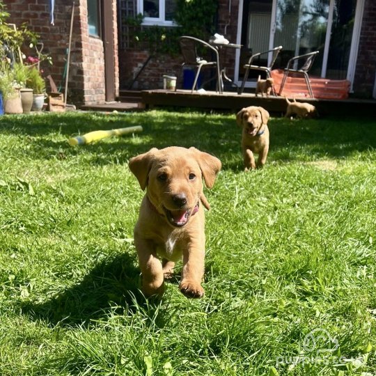 Labrador Retriever - Both