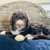 Lagotto Romagnolo - Both