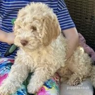 Lagotto Romagnolo - Both