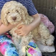 Lagotto Romagnolo - Both