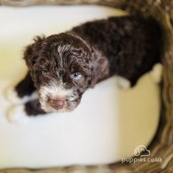 Lagotto Romagnolo - Both