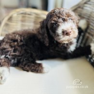 Lagotto Romagnolo - Both